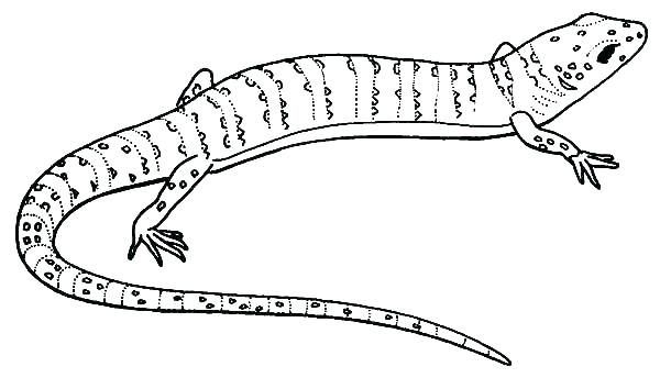 600x344 Lizard Coloring Page Reptiles Coloring Pages Lizard Coloring