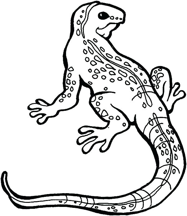 600x690 Lizard Coloring Pages Coloring Page Lizard Coloring Pages Free