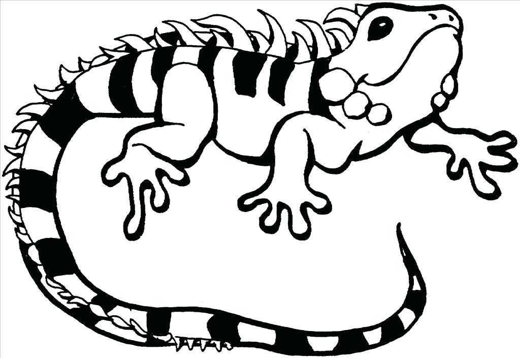 1024x704 Lizard Coloring Pages Lizard Coloring Lizard Coloring Pages