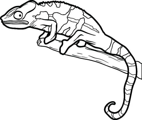 600x504 Lizard Coloring Pages X Lizard Man Coloring Pages