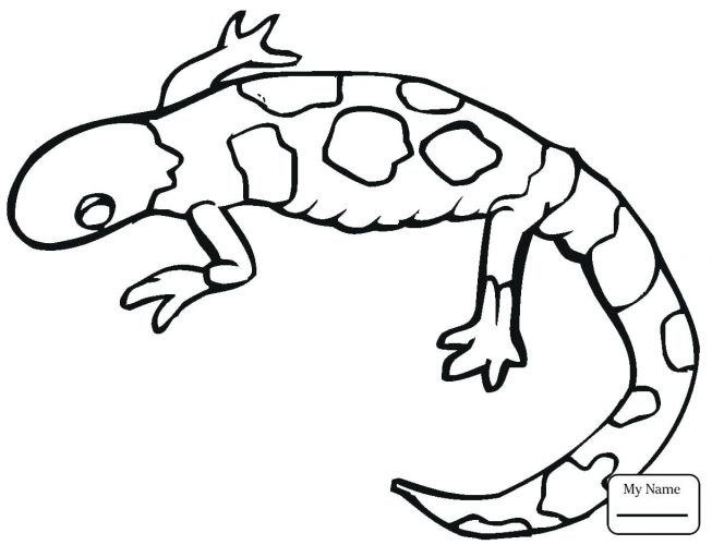 653x500 Coloring Pages Lizard Coloring Pages Reptiles Gecko Colorful