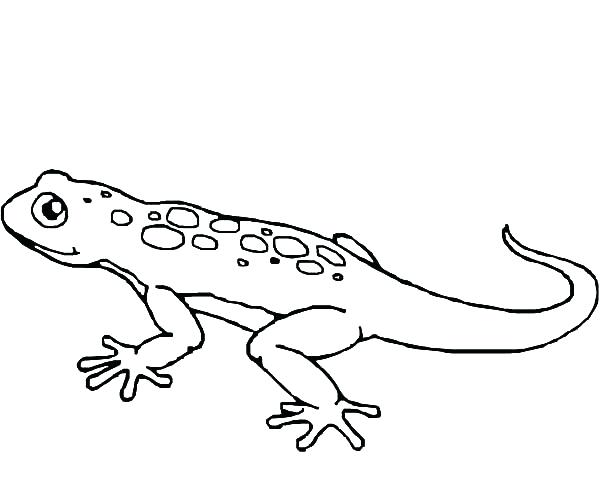 600x480 Cute Lizard Coloring Pages Giant Salamander Lizard Coloring Pages