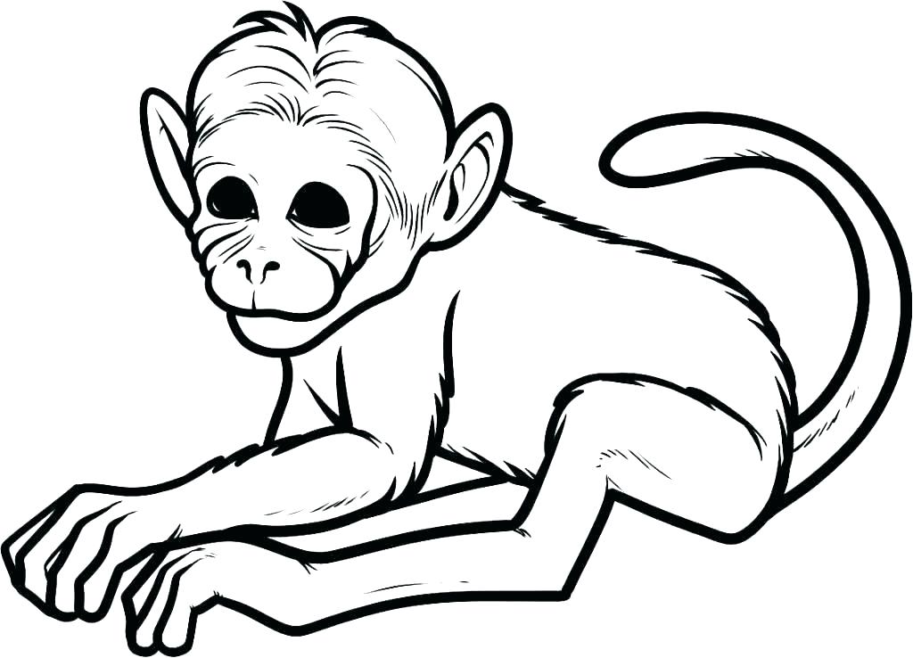 1024x738 Cute Monkey Coloring Pages Monkey Color Page Free Cute Monkey