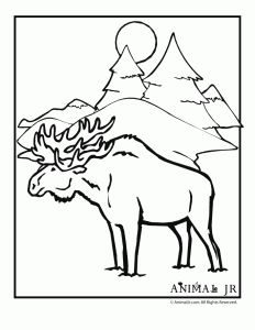 232x300 Moose Coloring Page
