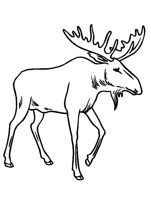 600x800 Moose Coloring Pages Printable Professional