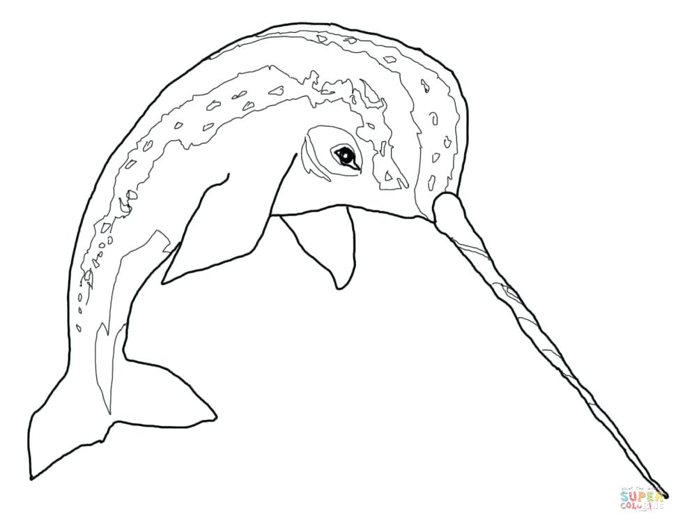 970x750 Narwhal Coloring Page Coloring Page Free Printable Pages
