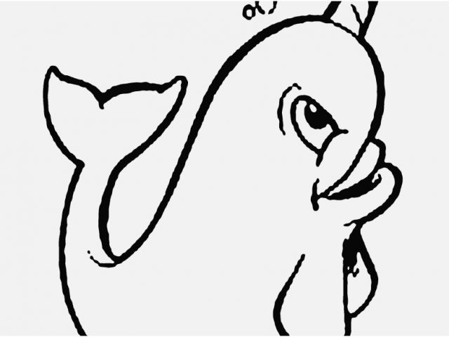 640x480 Copyright Free Coloring Pages Image Cute Narwhal Coloring Pages