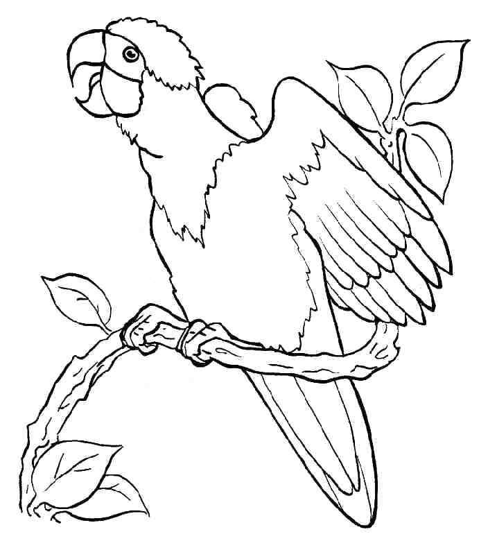 717x793 Parrot Coloring Page Coloring Pages Of Parrots Parrot Coloring