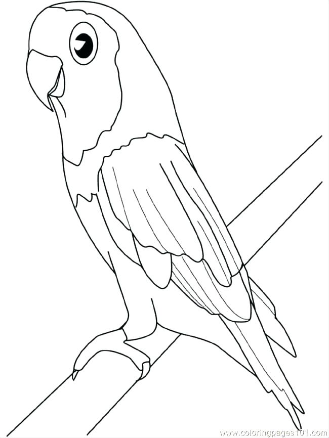 650x866 Parrot Coloring Page Printable Parrot Coloring Pages For Kids Cute