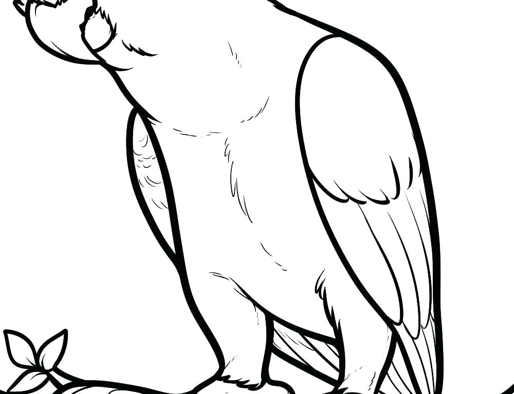 1000x768 Parrot Coloring Page Shy Parrot Coloring Page Cute Parrot Coloring