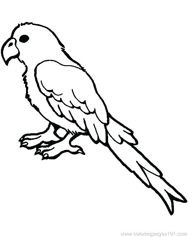 600x756 Parrot Coloring Pages Coloring Pages Parrot Coloring Pages Flying