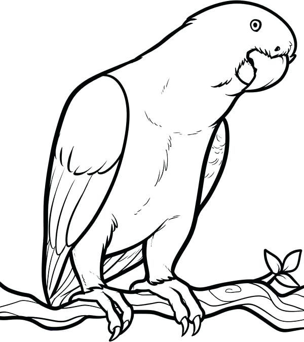 600x675 Parrot Coloring Pages Parrot Looking For Food Coloring Page Cute