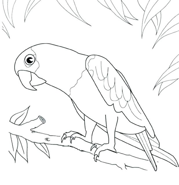 618x639 Parrot Pictures To Color As Well As Cute Parrot Coloring Pages