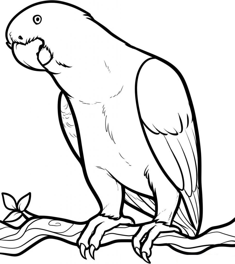 910x1024 Pictures Of Parrots To Color