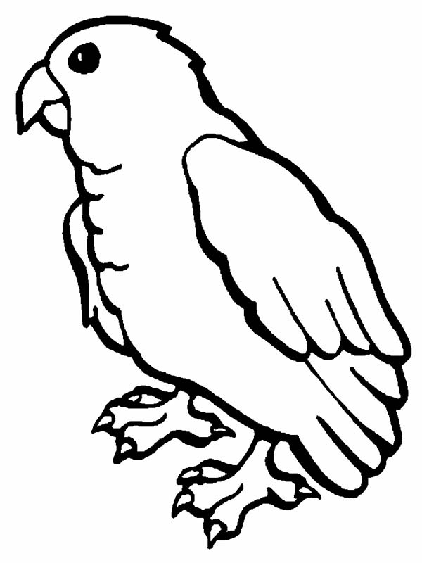 600x800 Baby Parrot Coloring Page
