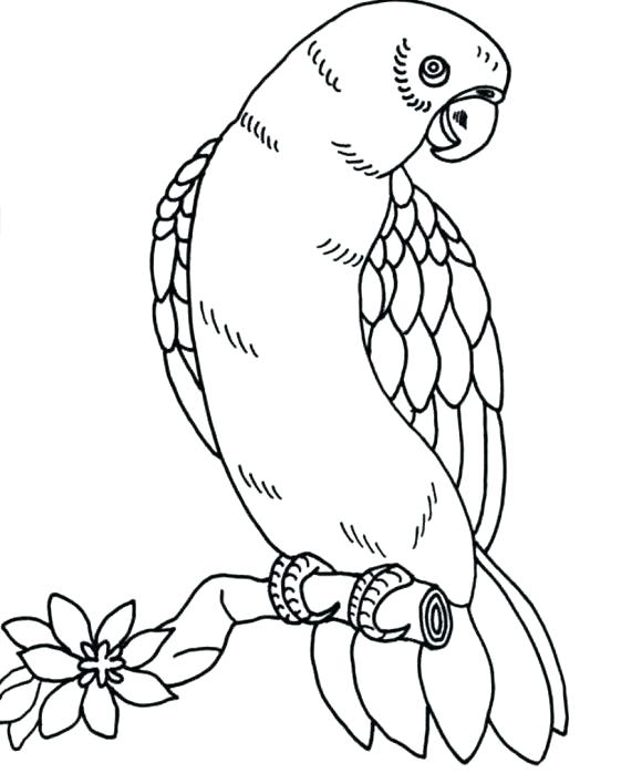 580x698 Baby Parrot Coloring Pages Parrot Coloring Pages Parrot Coloring