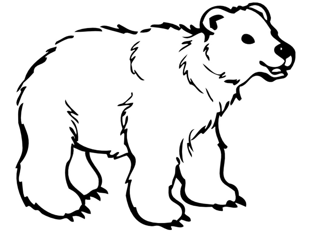 1024x768 Polar Bear Coloring Sheet Acpra