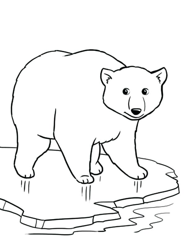 600x777 Polar Bear Coloring Sheets