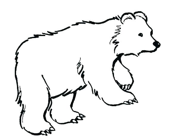 618x464 Polar Bears Coloring Pages
