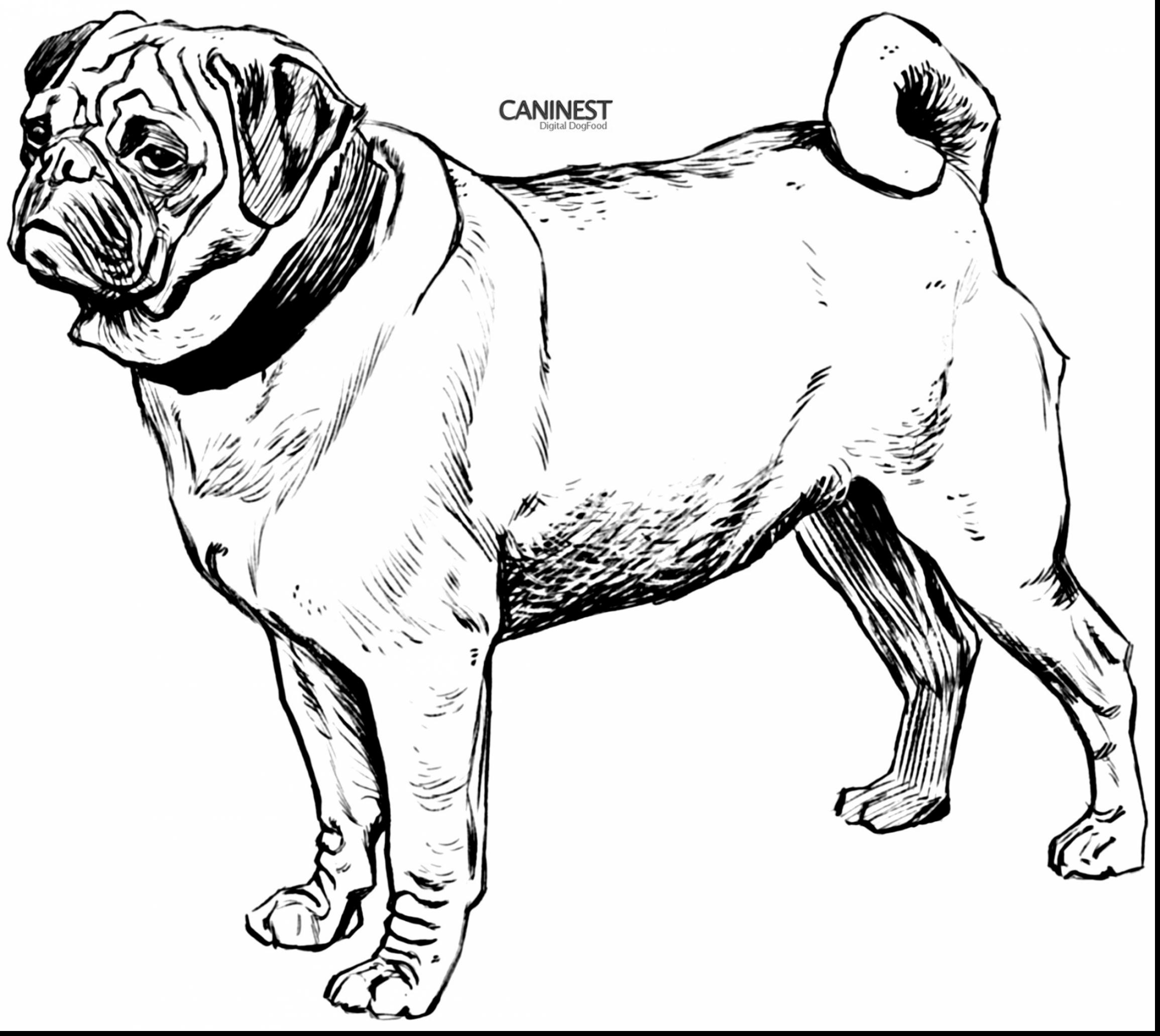 2310x2062 Cute Pug Dog Coloring Pages Gallery Coloring For Kids