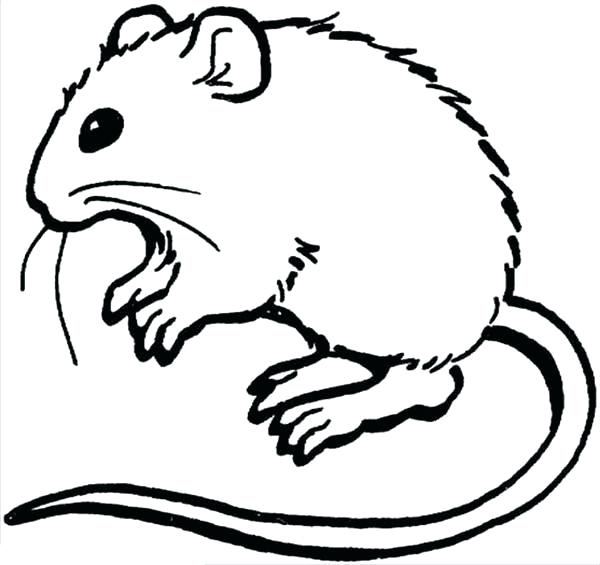 600x565 Rat Coloring Page Hairy Mouse And Rat Coloring Pages Pack Rat