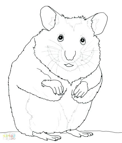 427x500 Cute Hamster Coloring Sheets