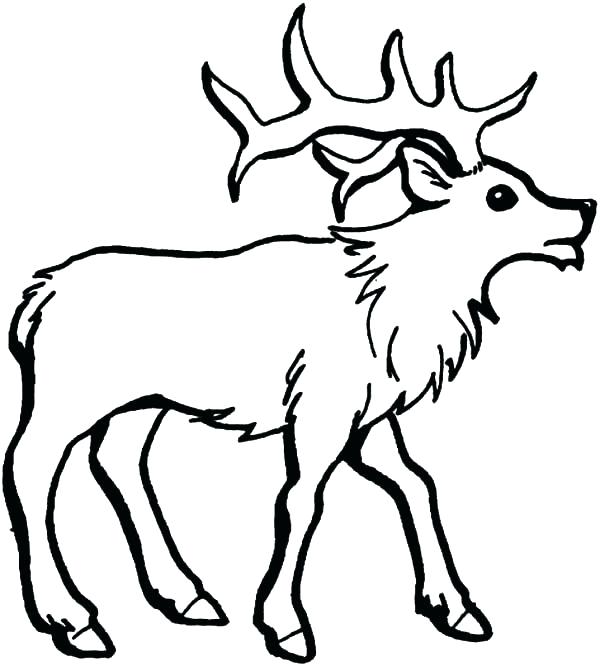 600x666 Outstanding Elk Coloring Page Cute Reindeer Coloring Pages Elk How