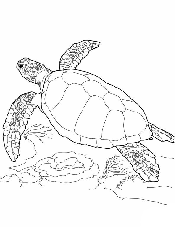Cute Sea Turtle Coloring Pages