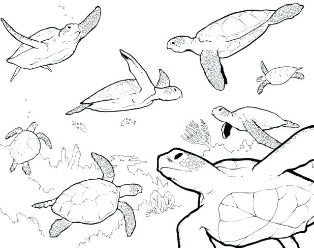 618x487 Green Sea Turtle Coloring Page Cute Turtle Coloring Pages