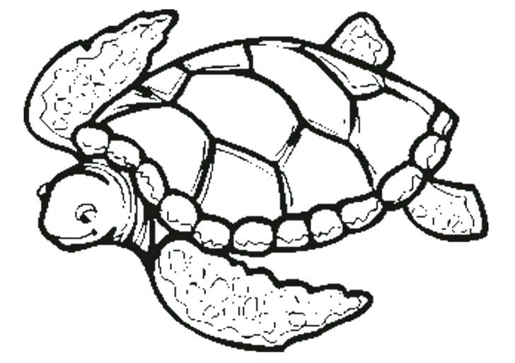 728x514 Sea Turtle Coloring Page Sea Turtle Research Coloring Page Free