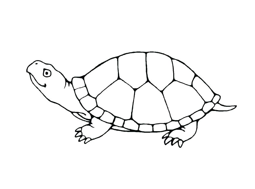 871x647 Turtle Coloring Page Turtle Coloring Pages Pdf