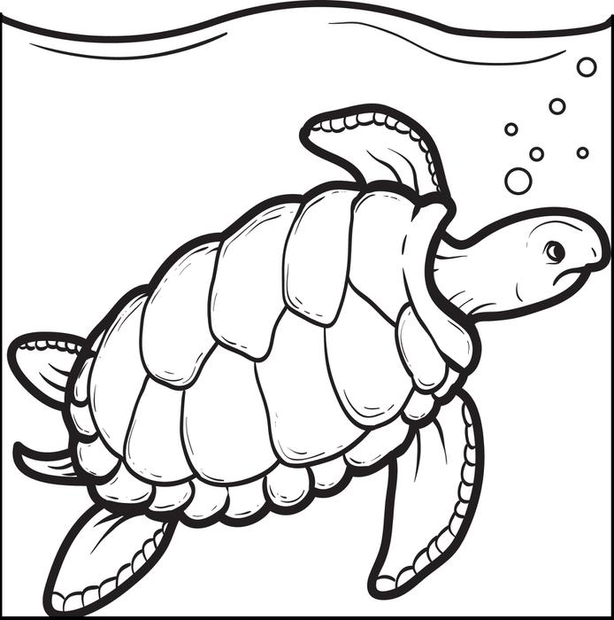 694x700 Turtle Coloring Pages To Print