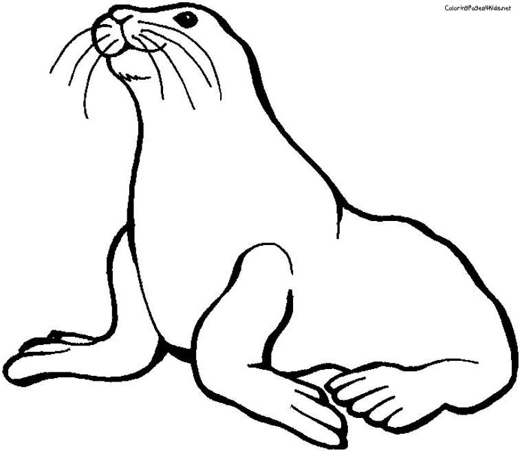 756x655 Seal Coloring Pages