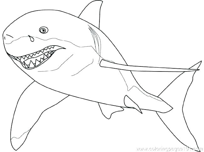 650x487 Coloring Pages Shark