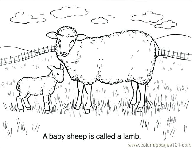 650x499 Cute Sheep Coloring Pages Coloring Page Cute Sheep Coloring Pages