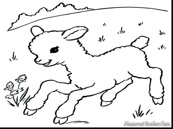 667x500 Coloring Pages Sheep Coloring Pages Cl Lost Bible Page Sheep