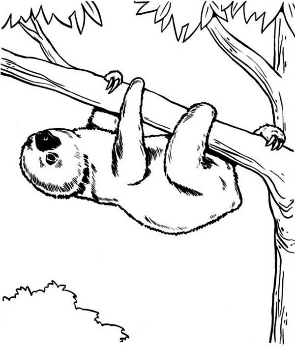 600x706 Cute Sloth Coloring Pages