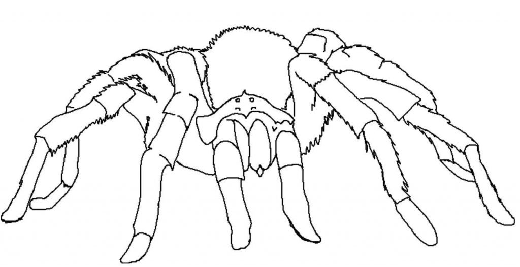 1024x526 Fresh Decoration Spider Coloring Pages Tarantula Spider Coloring