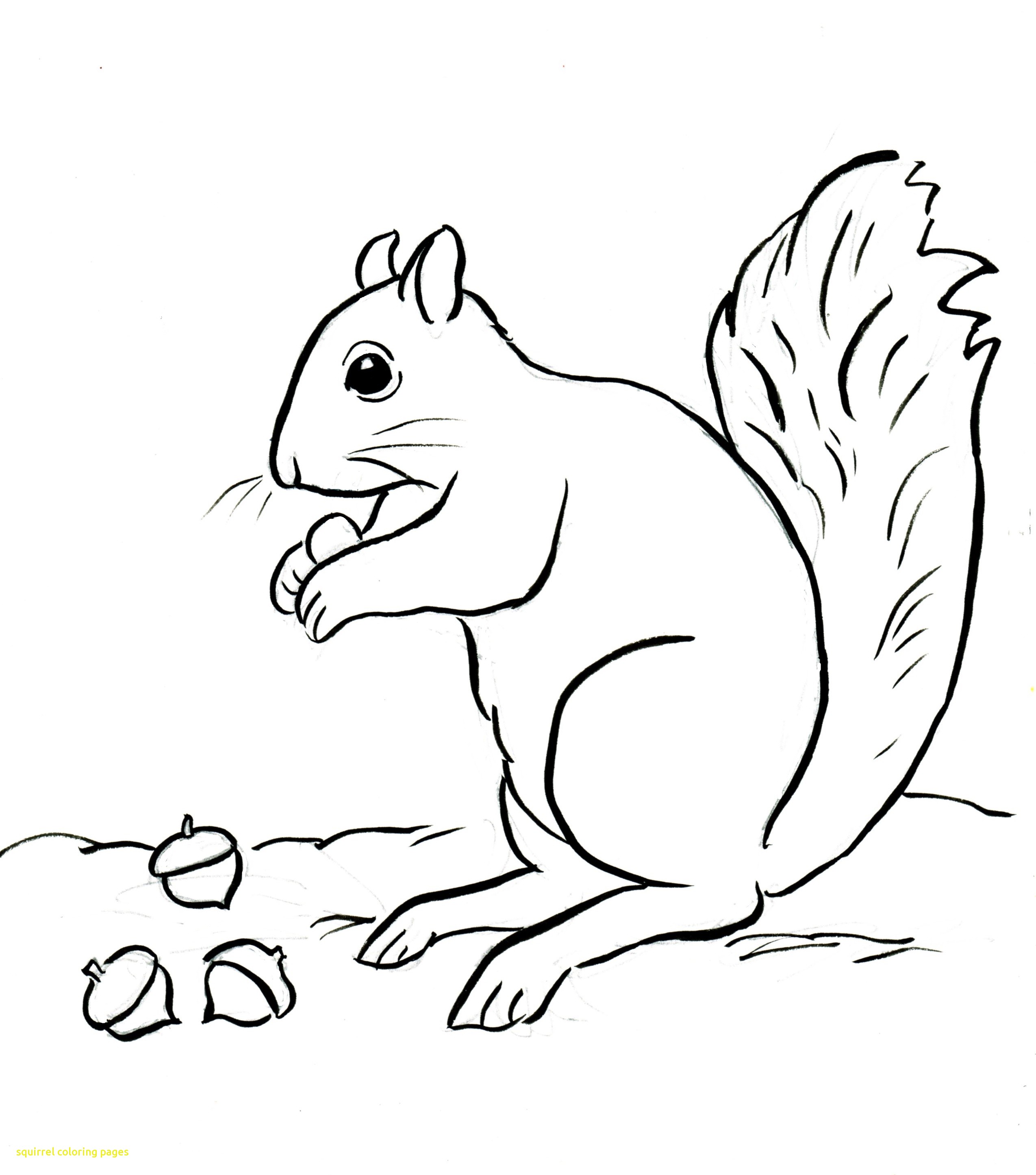 2549x2889 Squirrel Coloring Pages With Coloring Page Squirrel Cute