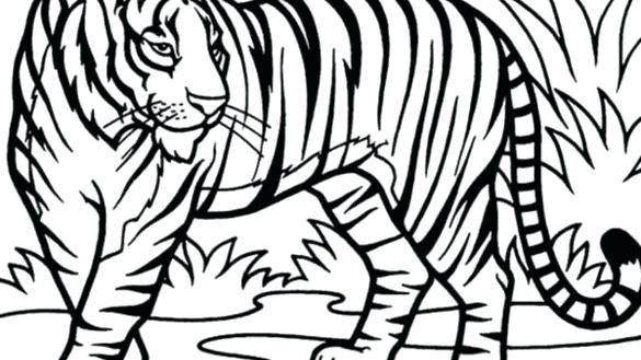585x329 Tigers Coloring Pages Tiger Coloring Page Pages Co Cute Tiger Cub