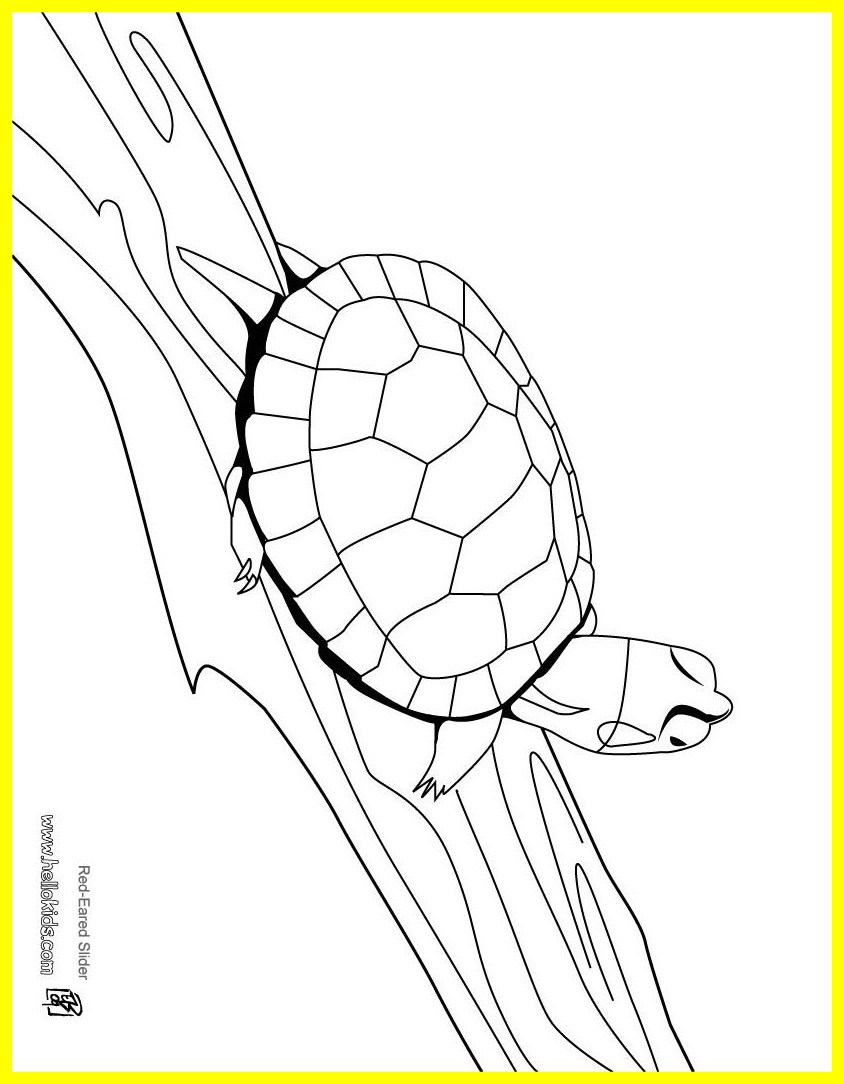 844x1084 Inspiring Red Eared Slider Coloring Pages Hellokids Pict Of Cute
