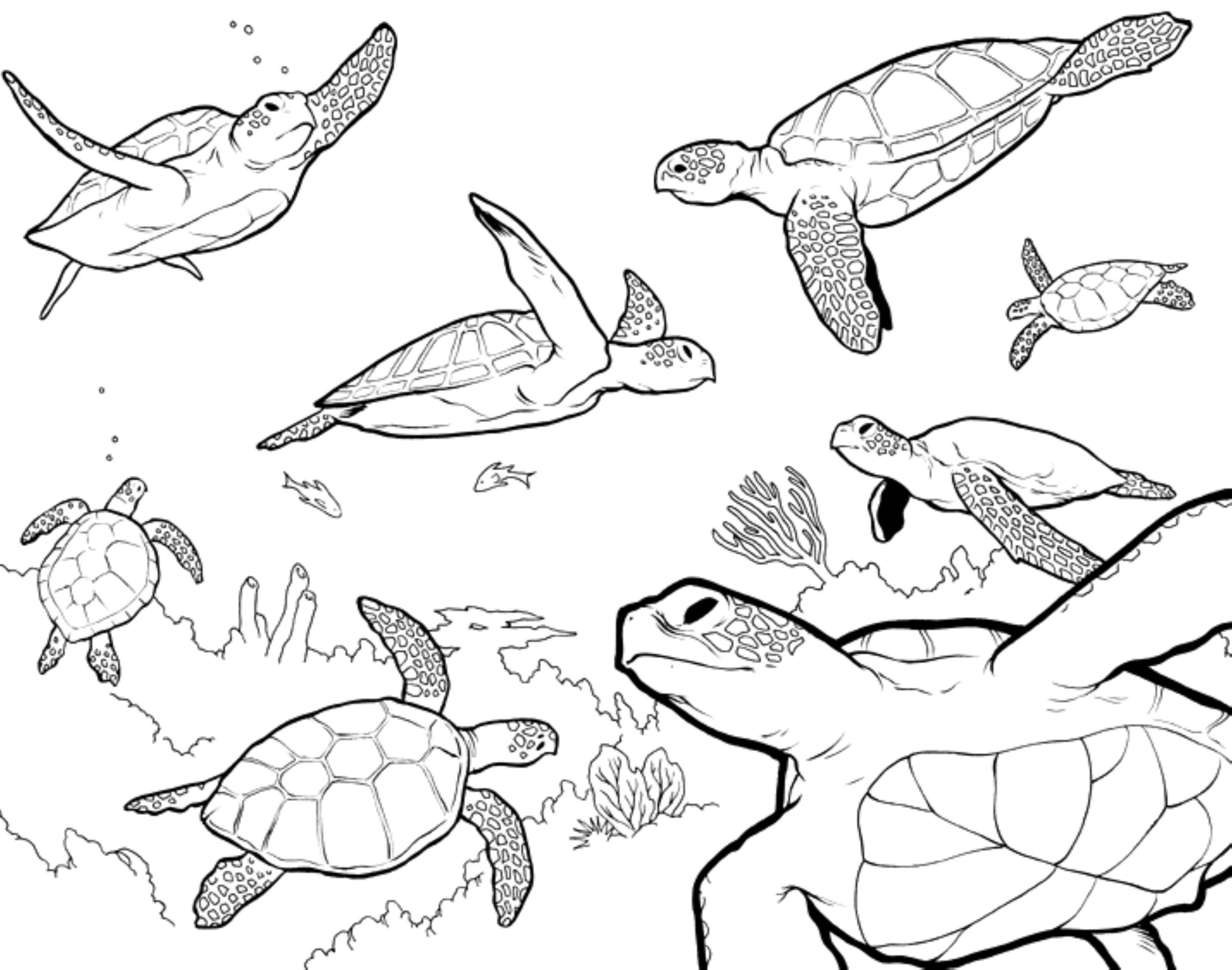2500x1969 Sea Turtle Coloring Pages