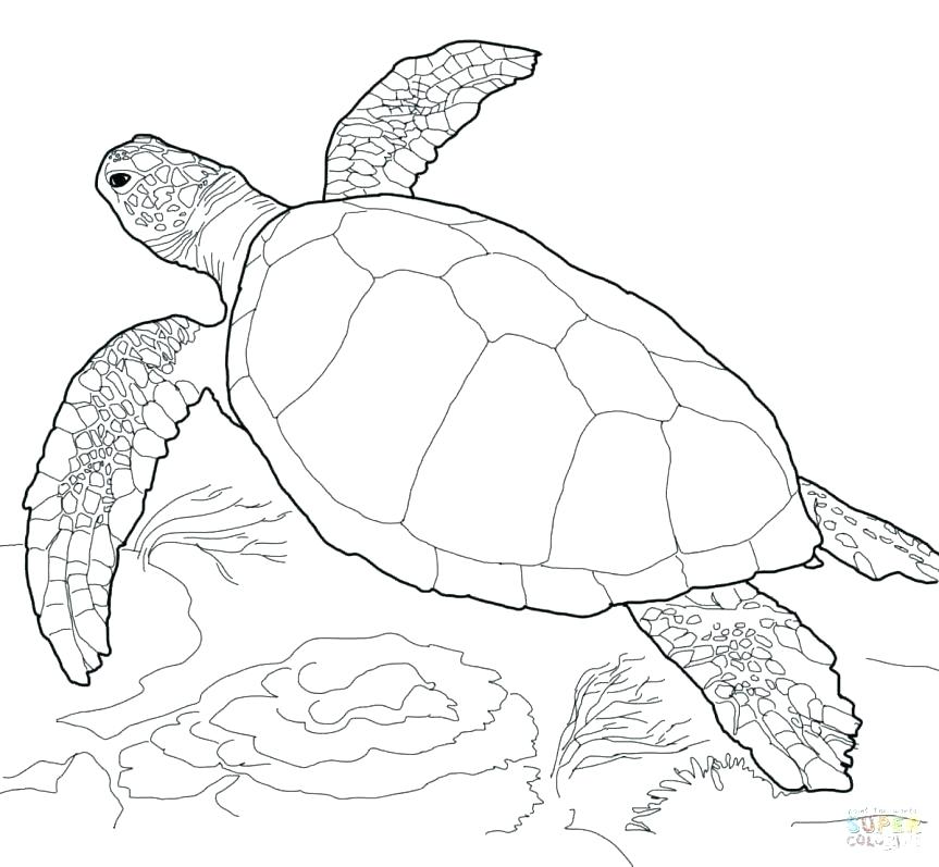 863x797 Sea Turtle Coloring Pages To Print