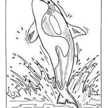 220x220 Cute Whale Coloring Pages