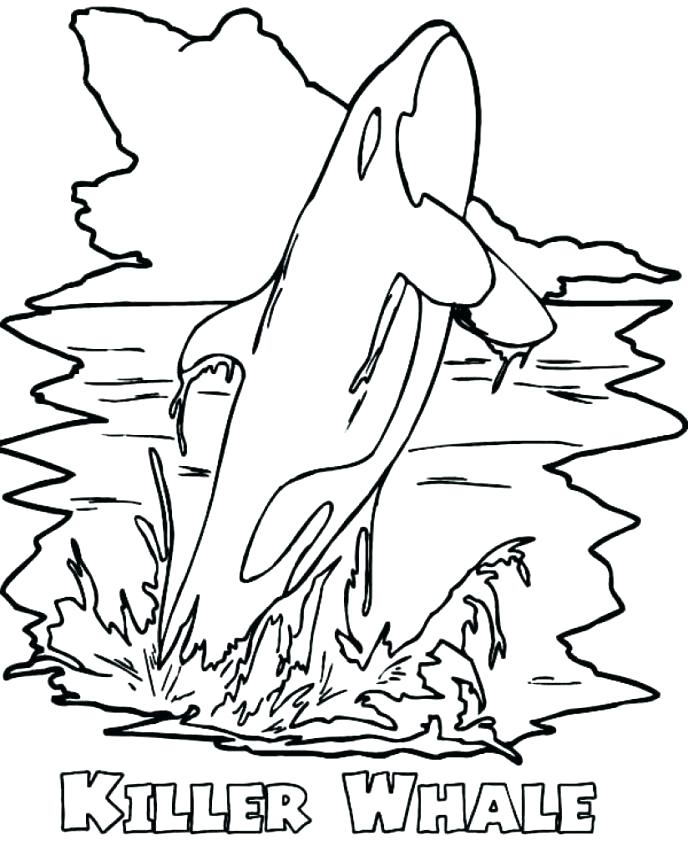 688x855 Killer Whale Coloring Pages Cute Killer Whale Coloring Pages