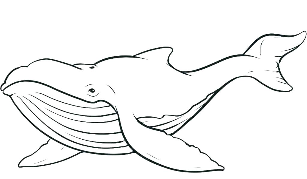 1024x600 Orca Whale Coloring Pages Whale Coloring Page Info Cute Humpback
