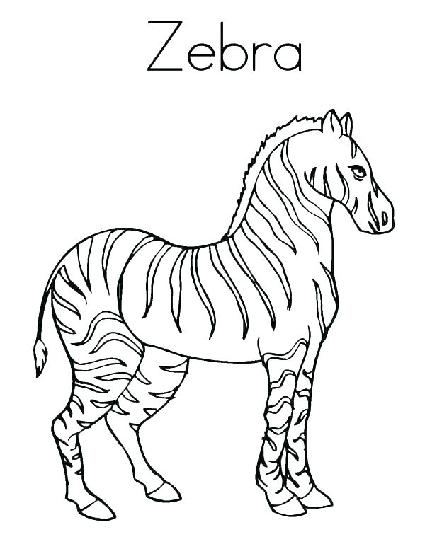 600x776 Zebra Coloring Clipart Printable Coloring Cute Zebra Coloring