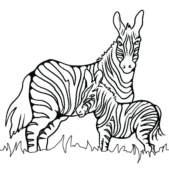 576x621 Zebra Coloring Page Zebra For Coloring Cute Zebra Coloring Pages