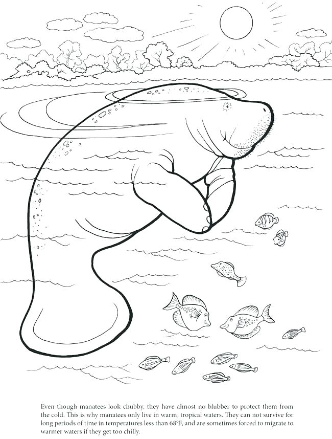 650x858 Cuttlefish Coloring Pages Food Chain Coloring Page Healthy Eating