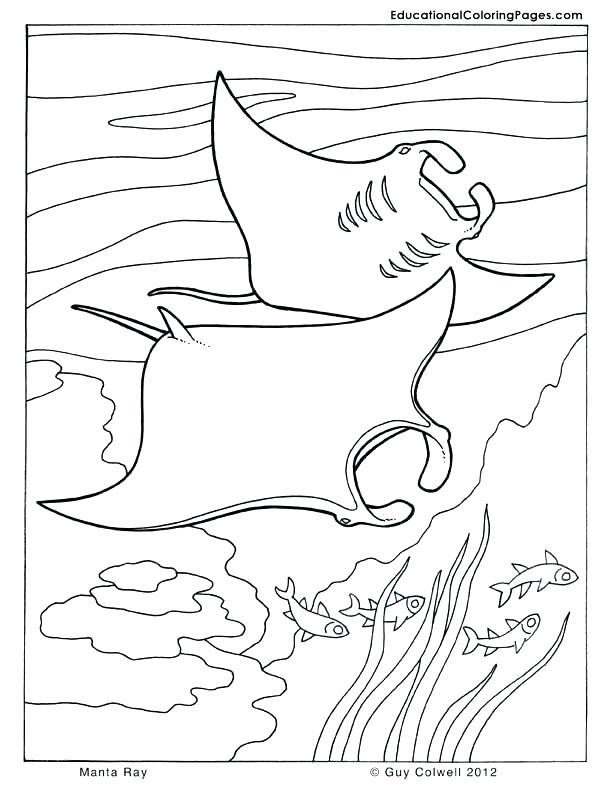 612x792 Cuttlefish Coloring Pages Ocean Fish Coloring Pages Cuttlefish